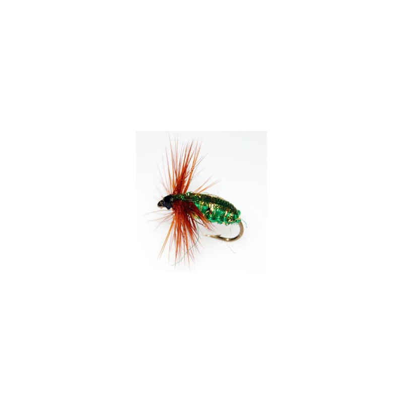 Eucumbene Beettle
