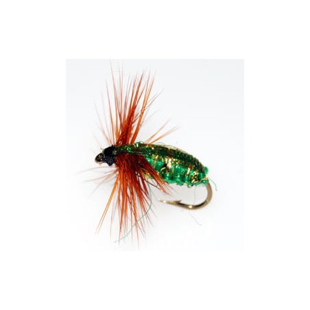 Eucumbene Beettle